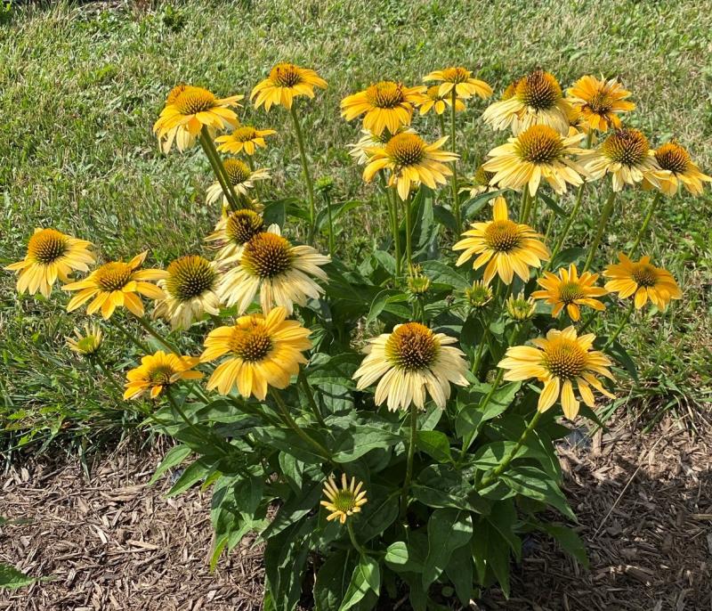 Echinacea  Mellow Yellows - ехинацея пастелно  жълта (1633)